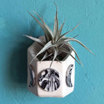 Wall Moon Phase Vase with Air Plant