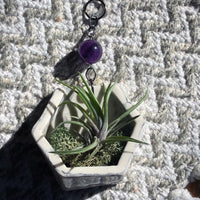 Small Hanging Air Plant Hexagon with Amethyst