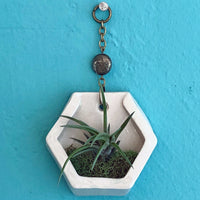 Small Hanging Air Plant Hexagon with Pyrite